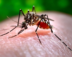 Mosquito Control Services