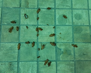 cockroaches