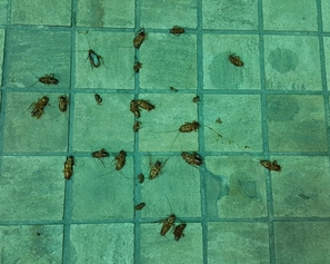 cockroaches.jpg