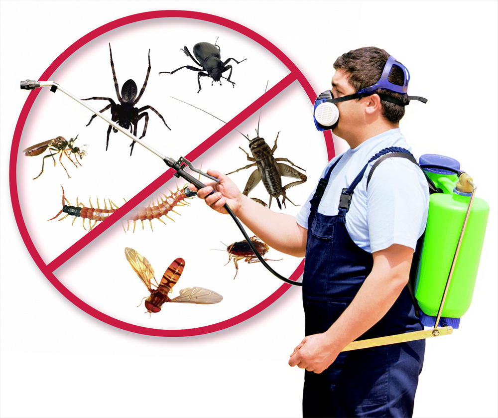 Mosquito Control Singapore
