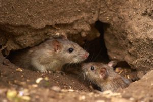 rats control in Singapore