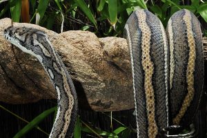 Snake Control Services Singapore