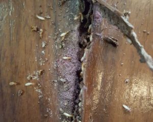 termite pest control