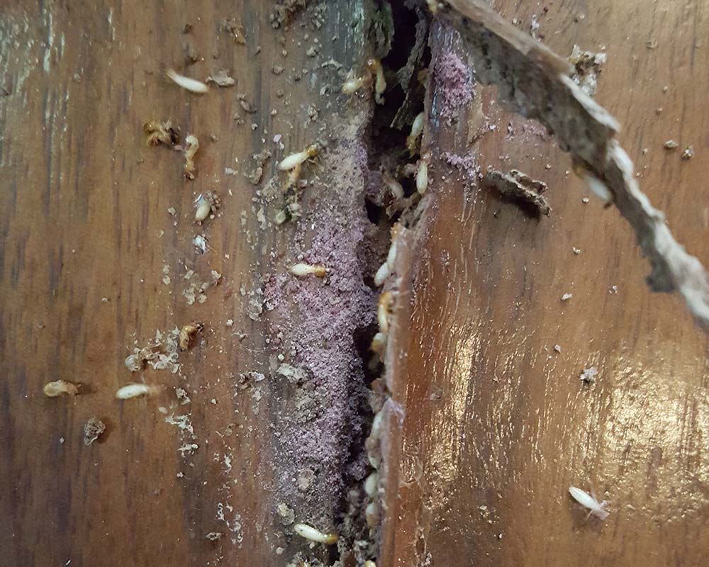 termite control Singapore