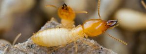 Natural Termite Remedies