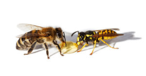 bee control Singapore