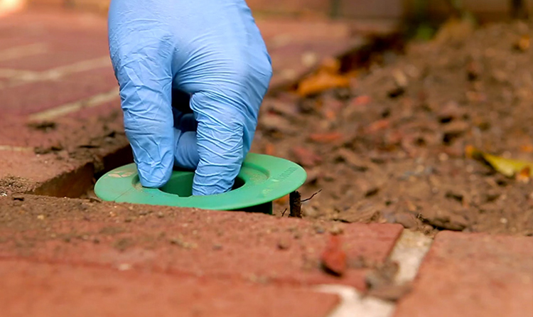 termite control in Singapore