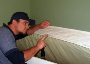 Bed Bug Inspection