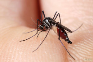 Mosquito Bites
