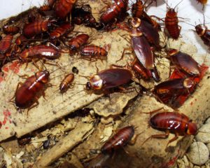 Cockroach Infestation
