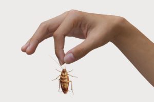 Pest Controller