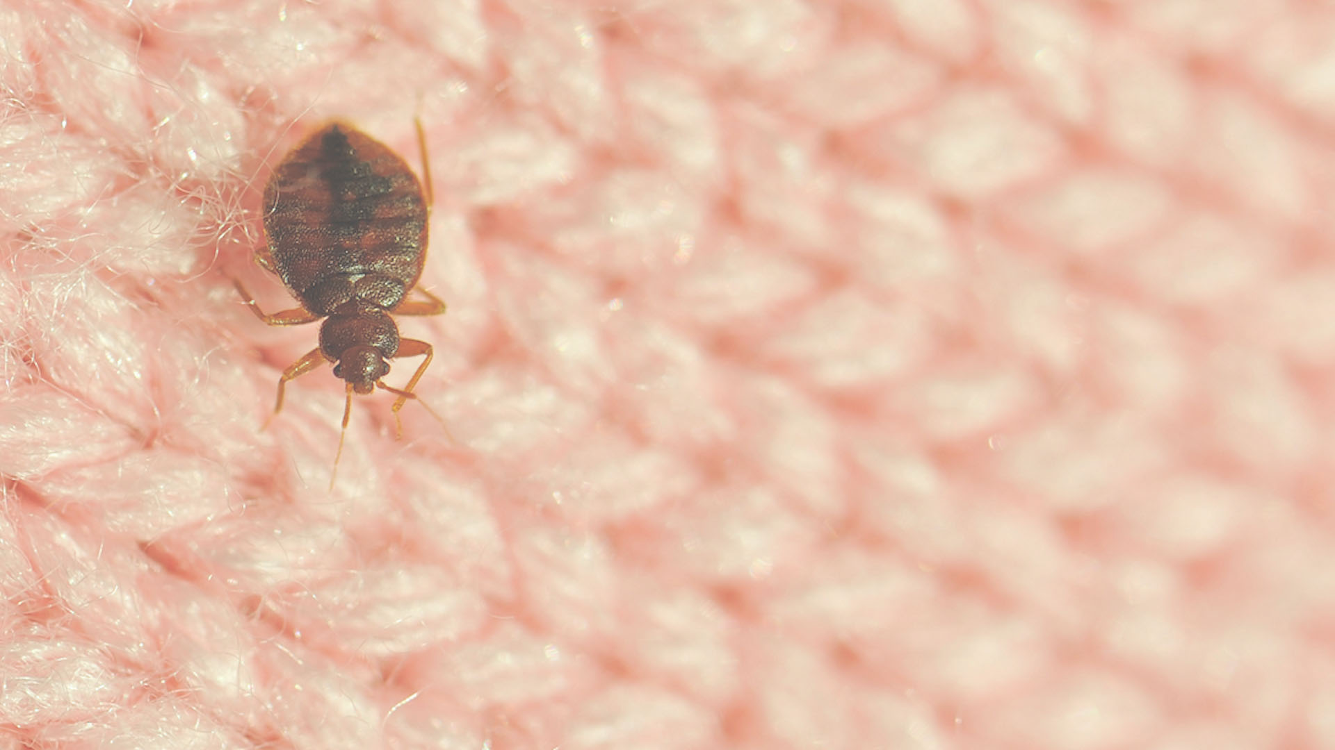Top Pest Control Singapore