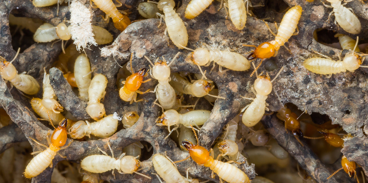Termite control