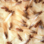 termite control