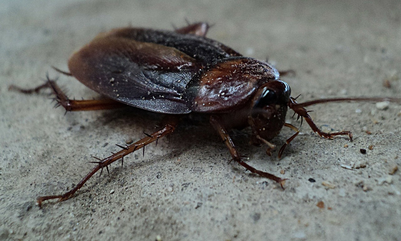 The Deadly Diseases Carried By Cockroaches