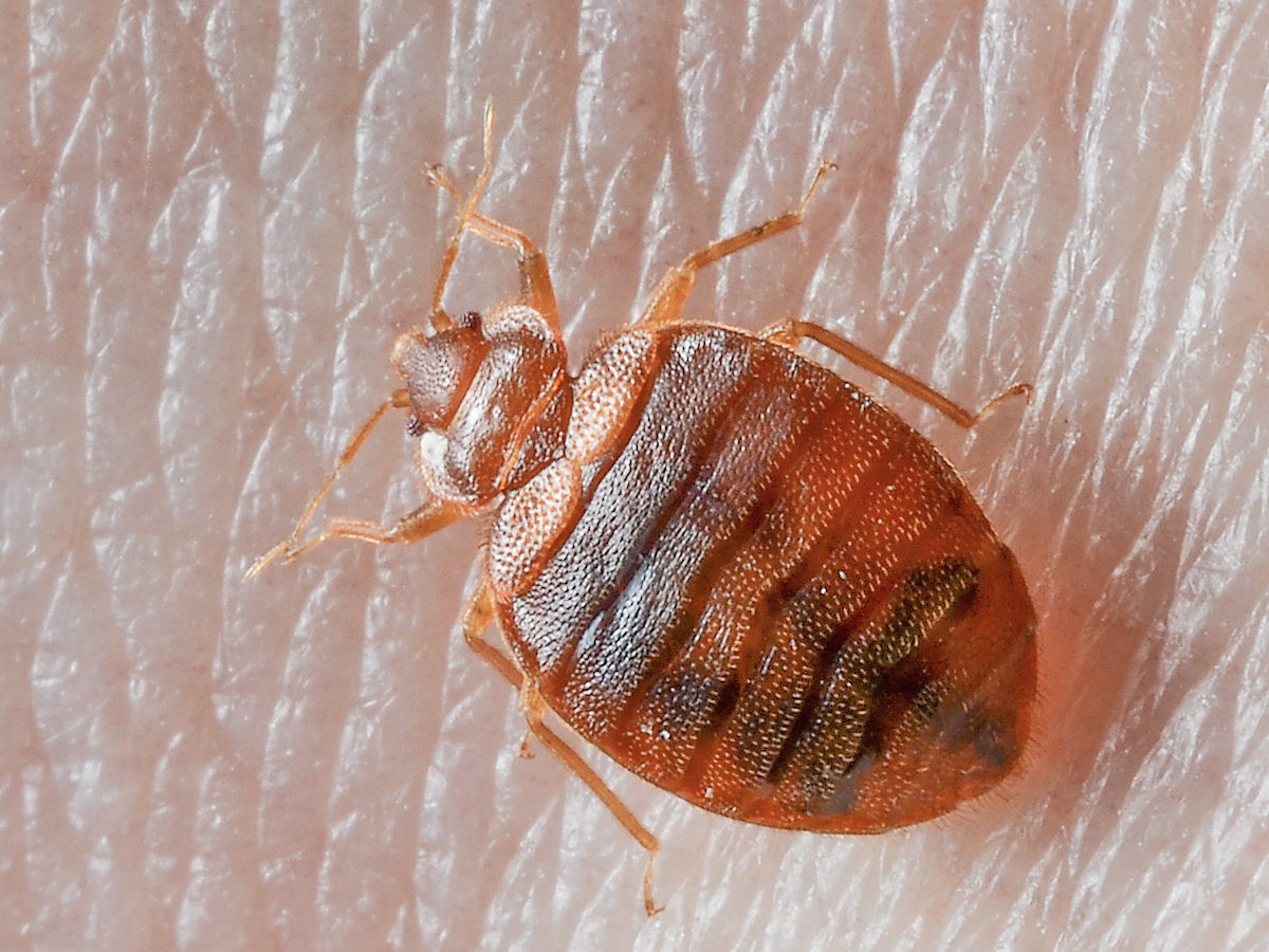 What kills bed bugs clearance and their eggs