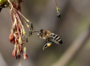 bees control