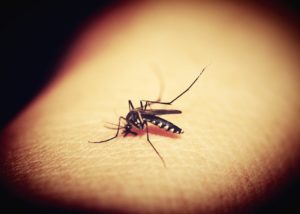mosquito pest control company