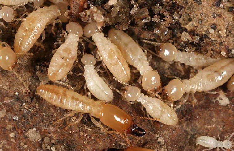 termites control