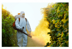 Cheap Pest Control Singapore